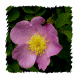 State Flower -- Wild Prairie Rose