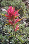 indianpaintbrush2.jpg (71310 bytes)