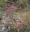 indianpaintbrush.jpg (42075 bytes)