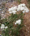 yarrow.jpg (67096 bytes)